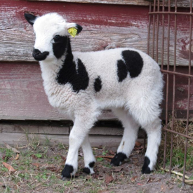 22 Mini Lamb Black