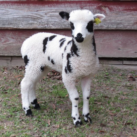 22 Mini Lamb Black